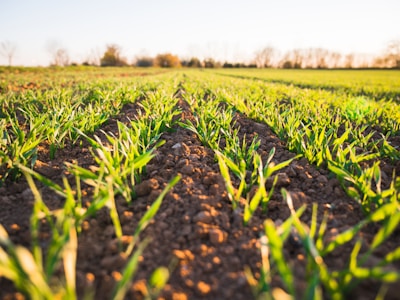 Yield Prediction Models